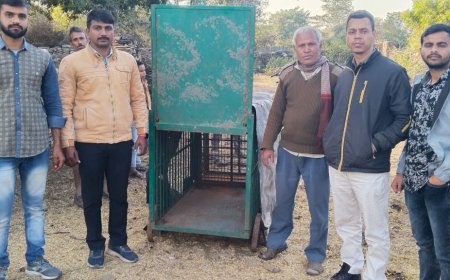 दो पैंथर ने किया गाय का शिकार ग्रामीणों में दहशत का माहौल-वन विभाग ने लगाया पिंजरा
