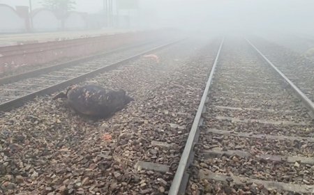 गरीब रथ ट्रेन की चपेट में आने से 11 गौवंश मौत
