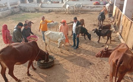 सकट में मकर संक्रांति पर्व पर लोगों ने गौ वंश को हरा चारा व गुड खिलाकर पुण्य कमाया