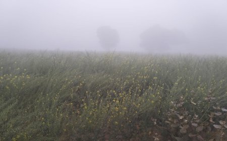 सर्दी में खेतों में जम रही है बर्फ, किसान परिवार हो रहे चिंतित: फसलों व सब्जियों में भारी नुक्सान की आशंका