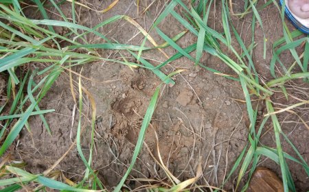 महेशरा गांव में बाघ ने एक किसान को किया घायल, किसान गया था खेतों में पानी देने