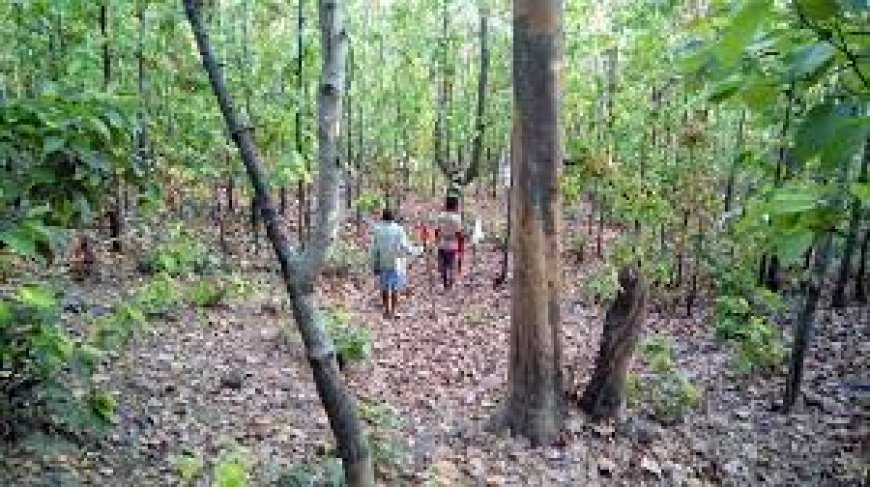 सरगुजा के जंगलों को बचाना बेहद जरूरी -  मीणा