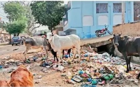 नगरपरिषद की लापरवाही के कारण शहरवासी गंदगी से त्रस्त :  200 सफाई कर्मी, हर माह 30 लाख रुपए खर्च, फिर भी गंदगी के ढेर,