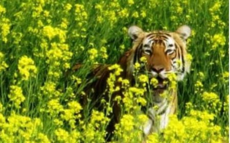 सरिस्का से बाहर गए टाइगर 2303 की जंगल में हुई वापस एंट्री