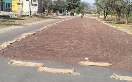 खैरथल अनाज मंडी में नई सरसों की आवक बढ़ी