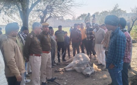 मेंवात मे आऐ दिन गोली का शिकार गौवंश,बैखोफ गोैतस्कर पुलिस बेबस