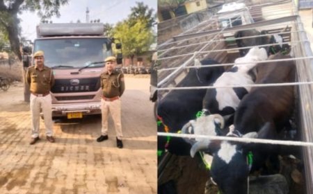 पुलिस ने गौतस्करो के चुंगल से छ: जिन्दा एक मृत गौवंश को मुक्त , गौतस्कर भाग जाने मे सफल