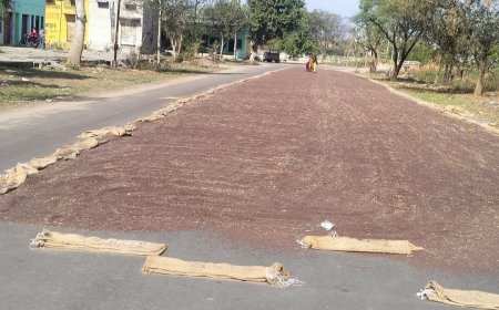 खैरथल मण्डी में नई सरसों की अच्छी आवक, अब सरकारी खरीद का इंतजार