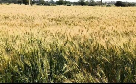 बेमौसम बारिश फसलों के लिए नुकसानदायक, किसानों की बढ़ी चिंता