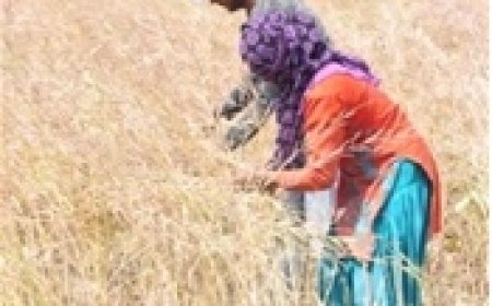 मौसम का मिजाज बदला, किसान हुए परेशान, बाजारो मे सन्नाटा