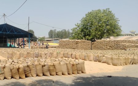 सरसों खरीद केंद्र शीघ्र शुरू करवाने की मांग