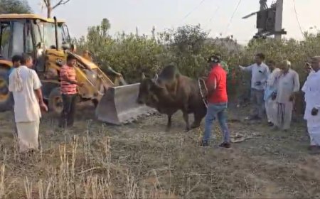 धमरेड गांव में अज्ञात ने तोडा सांड का पैर