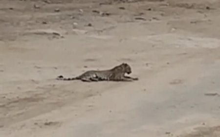 मुंडावर सागर में फिर दिखाई दिए दो पैंथर, ग्रामीणों में डर का माहौल