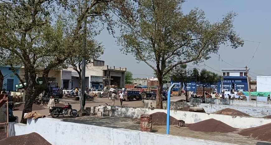 गोविंदगढ़ मंडी में गेहूं की खरीद शुरू ,सुविधाओं का टोटा: मंडी से हो रहा सौतेला व्यवहार