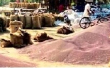 किसानों को सरसों का मंडी में मिल रहा तत्काल भुगतान: सरसों की गुणवत्ता में सुधार,तेल की मात्रा भी अधिक