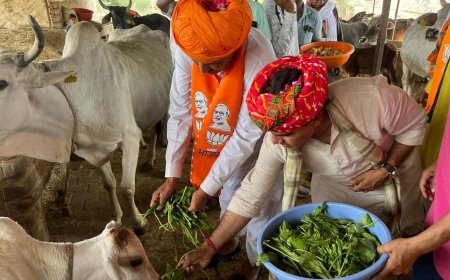 भाजपा प्रत्याशी ने गौ माता को गुड और हरा चारा खिलाकर महुवा  विधानसभा क्षेत्र के दर्जनों गांव  का दौरा कर मतदाताओं से की अपील