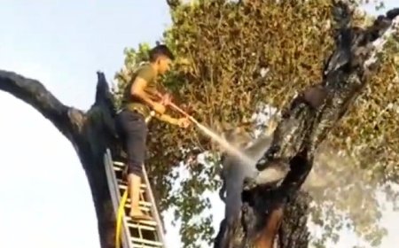 सैकड़ो वर्ष पुराने पीपल के पेड़ में अचानक लगी आग:फायर ब्रिगेड के साथ युवाओं ने कड़ी मशक्कत के बाद आग पर पाया काबू