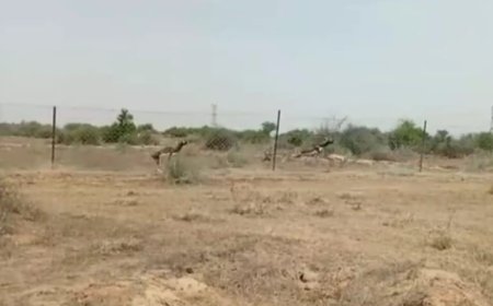 उदयपुरवाटी विधानसभा क्षेत्र के गांवो में पैंथर के आतंक से लोगों को बचाने की गुहार