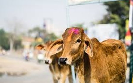 गौशालाओं में संधारित गौवंश के ग्रीष्म ऋतु एवं लू प्रकोप से  बचाव हेतु एडवाइजरी