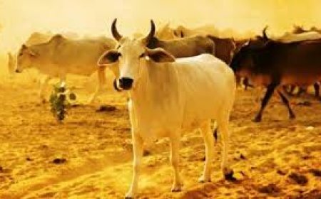 गर्मी एवं लू के कारण पशुधन को होने वाली बीमारी के सम्बन्ध में एडवाइजरी