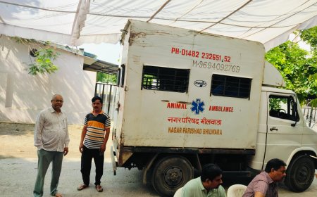 करुणा केंद्र भीलवाड़ा की प्रेरणा से बछड़े की बचाई जान