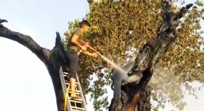 सैकड़ो वर्ष पुराने पीपल के पेड़ में अचानक लगी आग:फायर ब्रिगेड के साथ युवाओं ने कड़ी मशक्कत के बाद आग पर पाया काबू