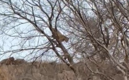 नांगल गंगागुरू गांव में घुसा पैंथर,दो गोवंश और एक बंदर को बनाया अपना शिकार,लोगों में दहशत