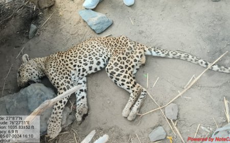 देवरा की घाटी के समीप 10 वर्षीय मादा बघेरा की मौत