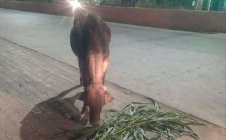 महुवा मंडावर में खुले में घूम रहे गोवंश के लिए गौशाला खोलने के लिए भूमि आवंटन करने की जिला कलेक्टर से नगर पालिका ने की मांग