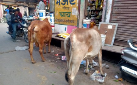 आवारा पशु बन रहे हादसों का कारण, लोग परेशान