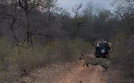 तापमान 45डिग्री पार वन्य जीवों की मुश्किलें बढ़ीं।आया मौसम में कुछ बदलाव टाईगर का विचरण लगाई पानी के कुंडे में डुबकी। पर्यटकों ने देखा मनोरम दृश्य