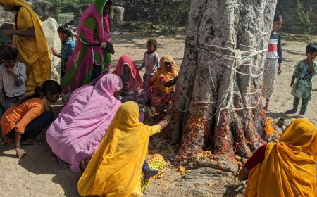 पीपल पूर्णिमा 23मई गुरुवार को, पीपल के पेड़ की पूजा मानी जाती है फलदायी