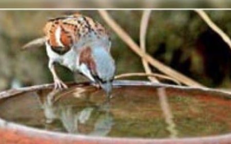 श्रीमाधोपुर के पास अरनिया गांव में बेजुबान पक्षियों के लिए लगाए परिंडे