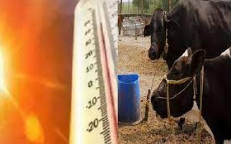 गौवंश के ग्रीष्म ऋतु एवं लू प्रकोप से बचाव हेतु की एडवाइजरी जारी