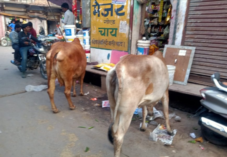 आवारा पशु बन रहे हादसों का कारण, लोग परेशान