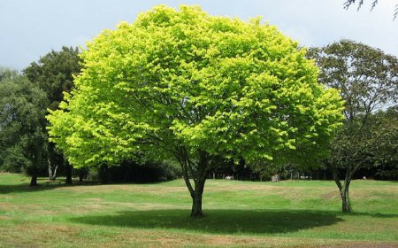 पर्यावरण दिवस पर, पर्यावरण को बचाने के लिए बढ़ाए हाथ