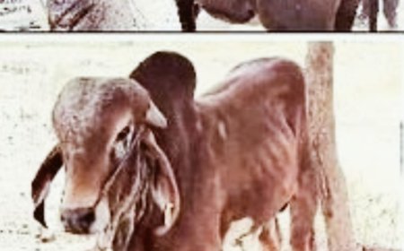 पुलिस की अनदेखी से खुलेआम हो रही गौ तस्करी:नहीं थम रही गोवंश तस्करी की वारदातें