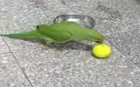 महिला हेड कॉन्स्टेबल का तोता 'बिट्टू' लापता: ढूंढने वाले को मिलेगा  10000 का इनाम