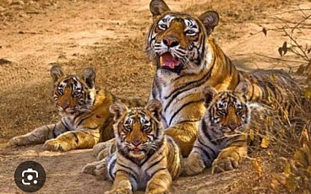 मानसून सीजन में तीन महीने बंद रहेगा सरिस्का टाइगर क्षेत्र