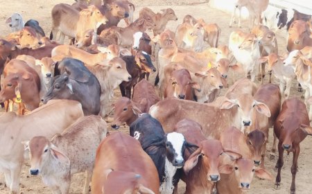 मोनी बाबा गौशाला नस्ल संवर्धन सुधार से होगी आत्मनिर्भर