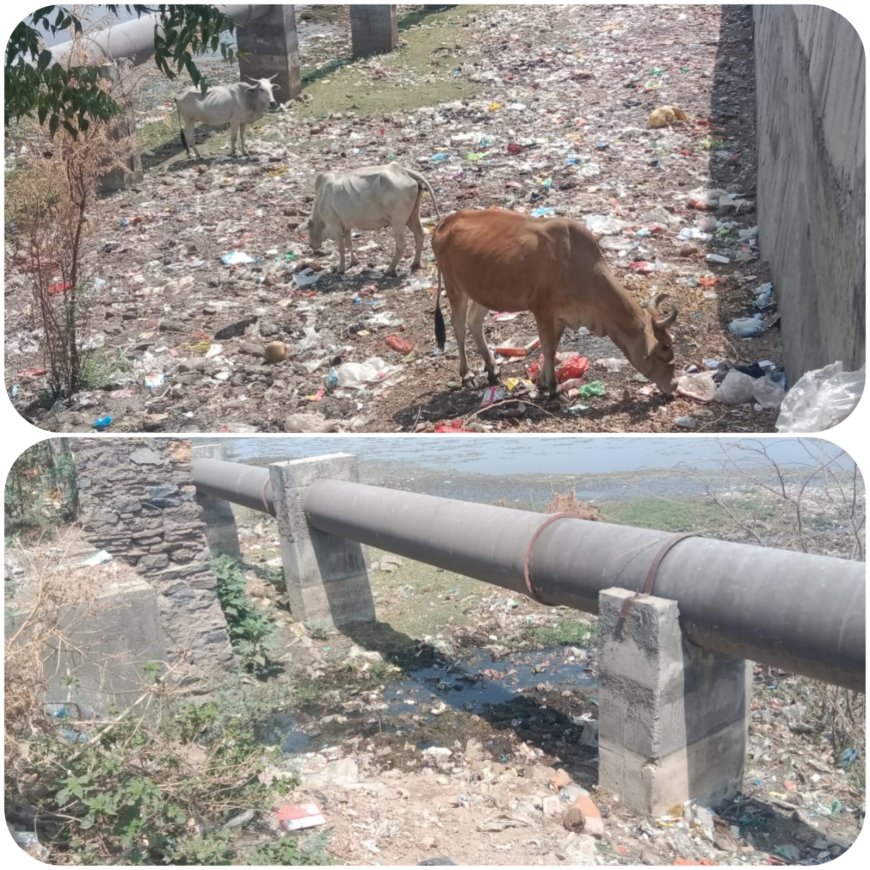 सफाई के अभाव में सौदर्य खोते रणजीत सागर तालाब में फैल रही गंदगी गांव का कचरा, पानी का गन्दा नाला भी तालाब में जा रहा