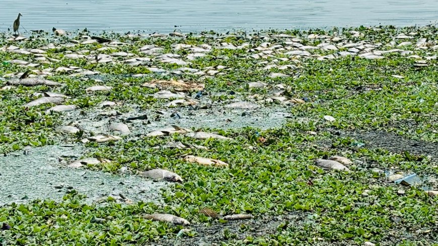 मानसरोवर झील में बहुतायत मात्रा में जलीय जीव मरे