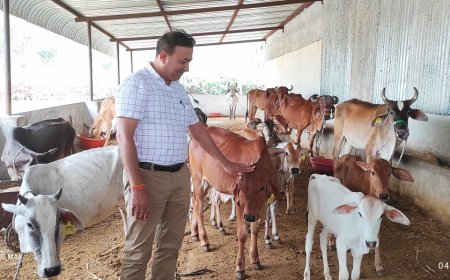 एसडीएम पाटीदार ने द्वारिकाधीश गौशाला का किया निरीक्षण, जिला कलेक्टर को दिया फिडबैक