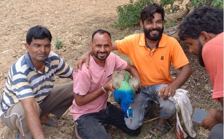 मोर की जिंदगी के लिये दुआ करते रहे ग्रामीण, एक घंटे तक चले रेस्क्यू के बाद मिलसका नव जीवन