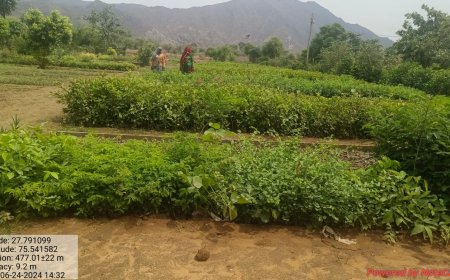 उदयपुरवाटी नर्सरी में एक लाख सत्रह हजार पौधे किए जाएंगे वितरित