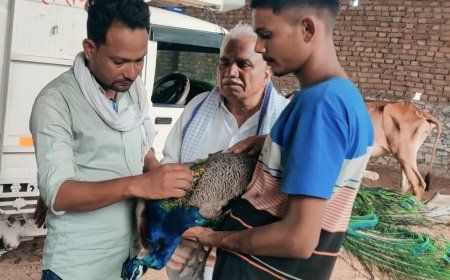 राष्ट्रीय पक्षी मोर की बचाई जान