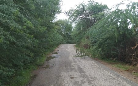 दुर्घटनाओं को निमंत्रण देते घुमावदार सड़क के बबूल