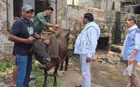बीमार गौवंश का उपचार करा गौशाला में छोडा