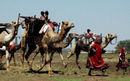 मध्यप्रदेश,छत्तीसगढ़ से लौट रहे निस्क्रमनीय भेड़पालको को सहयोग की मांग