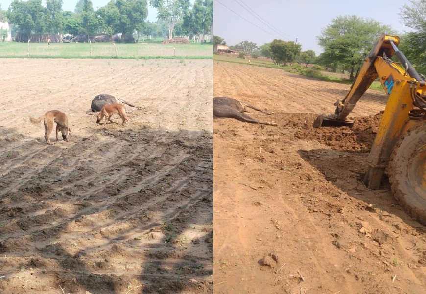 मृतक गौवंश के शव को कुत्ते नोचते रहे,सूचना के करीब अठारह घंटे बाद जेसीबी ने  मौके पर दफनाया